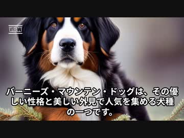 バーニーズ・マウンテン・ドッグの魅力！