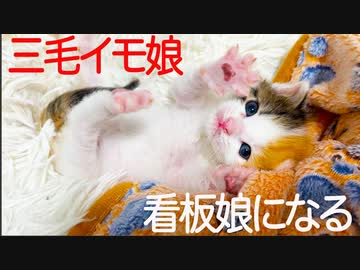 【子猫】三毛イモ娘、パン屋の看板娘になる