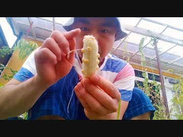 第4期カツドンチャンネル　トウモロコッティン□　＋視聴者さんからイラスト届きました✊□❗＋直前でアタフタするダメな自分