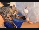 ホモと見るオウム返しするぬいぐるみにブチギレる猫