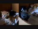 ちょっと待って…子猫が驚くほど成長している！【生後23日目の始まり】
