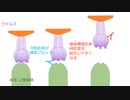 ウイルスに感染しやすくなる抗体依存性感染増強（ADE）とは何？