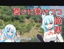 2023年7月27日　農作業日誌P703　暑すぎる一日の出稼ぎ先でのみかんの摘果などなど