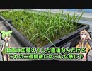 稲が繁茂したのだ！