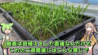 稲が繁茂したのだ！