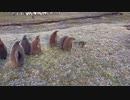 ホモと見る集団ストーカーに襲われる猫