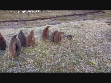 ホモと見る集団ストーカーに襲われる猫