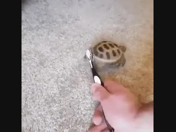 ホモと見る尻を振って甲羅を磨くカメ