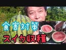 スイカの収穫と食害対策