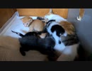 離乳食の時期なのに母乳が大好きな子猫の様子がこちらです。