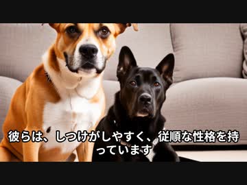 コーイケルホンディエの魅力！