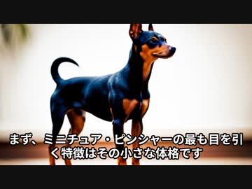 ミニチュア・ピンシャーの魅力！