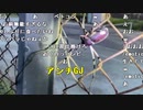 【うまごん】カブトムシの罠確認する。2023年7月23日