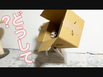たぶん最もぐだぐだな猫動画