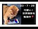 23・7・29　猫より先に　真実に辿り着け！