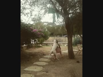 ホモと見る逆立ちに失敗した女に追撃する犬