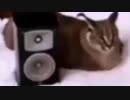 musicaambiental.avi