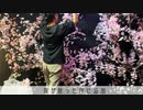 【超高速】コスプレスタジオ、夜桜ブースのバージョンアップ！床を光らせ、桜を増やす【蓮スタ】