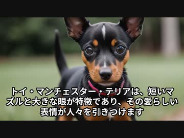 トイ・マンチェスター・テリアの魅力！