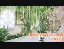蓮スタ・白アラビアン改装2023 7