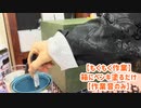 【もくもく作業】箱にペンキ塗るだけ【作業音のみ】