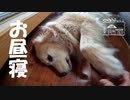 【第164回】スズメバチ②とお昼寝と虫とナポリタン