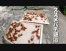 【第165回】スズメバチ③とブラッシングと帰宅とジャマイカ料理