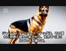 ジャーマン・シェパード・ドッグの魅力！