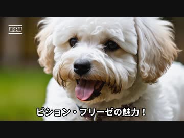 ビション・フリーゼの魅力！