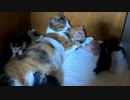 妹を守るため僕はシャーする！でもフレンドリーにこられちゃった
