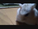 ハムスター飼いました。その148～2023年7月だよ!!体重測定だよ!!～