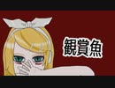 【オリジナル】観賞魚/NatsunoP feat.鏡音リン【ボカコレ2023夏ルーキー参加曲】