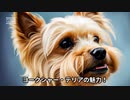 ヨークシャー・テリアの魅力！