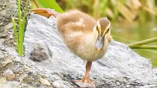 【癒やし】子ガモのモーニングルーティーン