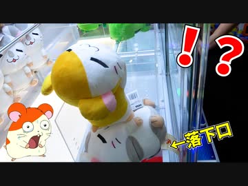 ハム太郎と こうしくん を取ろうとしたら奇跡起きたわｗｗｗ【クレーンゲーム】
