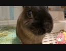 【ウサギ】うさうさざつだん　七月号【琴葉茜】