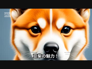 豆柴の魅力！