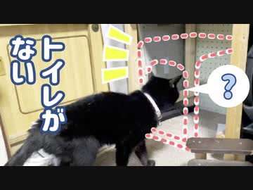 いつもの場所にトイレがないと知った時の猫