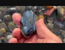 石採り_(┐「ε:)_北海道【黒瑪瑙】