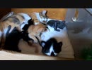 赤ちゃん子猫の攻防「母乳はぜったい譲れない」