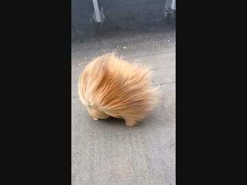 ホモと見る強風オールバック