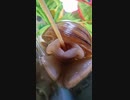 ホモと見るお口アナル