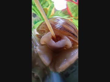 ホモと見るお口アナル