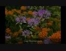 Wildflower Seeds