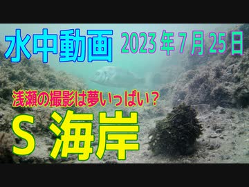 水中動画（2023年7月25日）in　S海岸