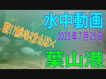 水中動画（2023年7月25日）in　葉山港