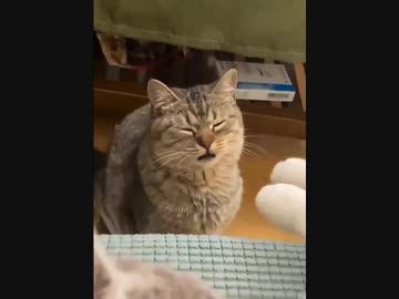 ホモと見る臭い脚の臭いを何度も嗅ぐ猫