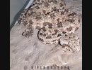 ホモと見る尻尾がクモにしか見えないヘビ