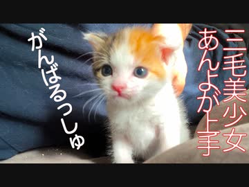 【子猫】早熟三毛イモ、あんよがじょうず！