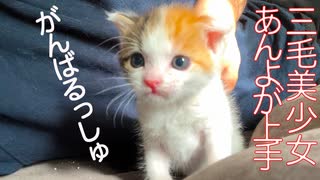 【子猫】早熟三毛イモ、あんよがじょうず！